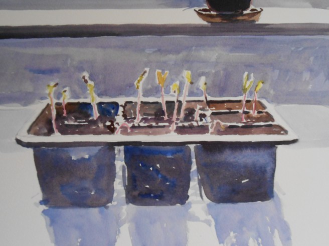 03-31 Early Morning Glory seedlings