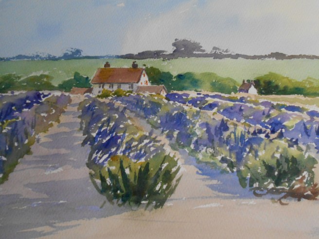 06-29 Through the lavender