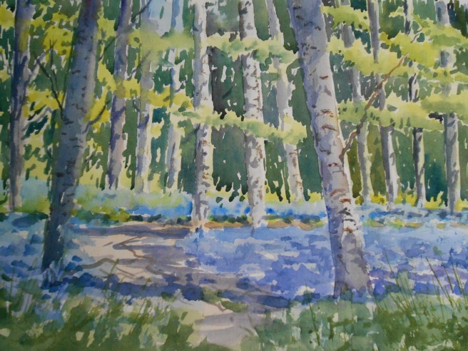 04-29 Among the Bluebells