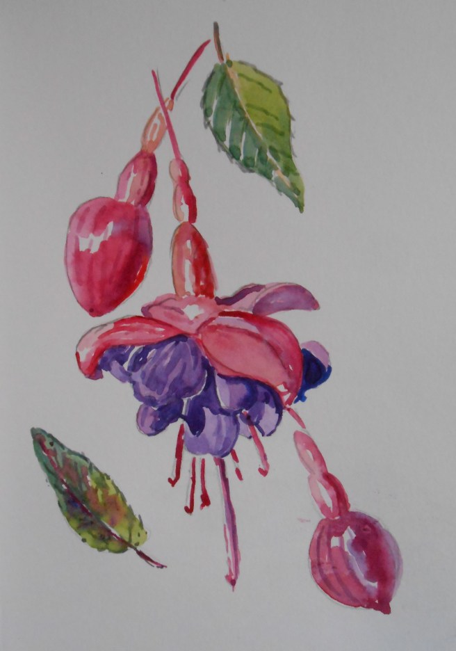 07-30 Garden Fuchsia