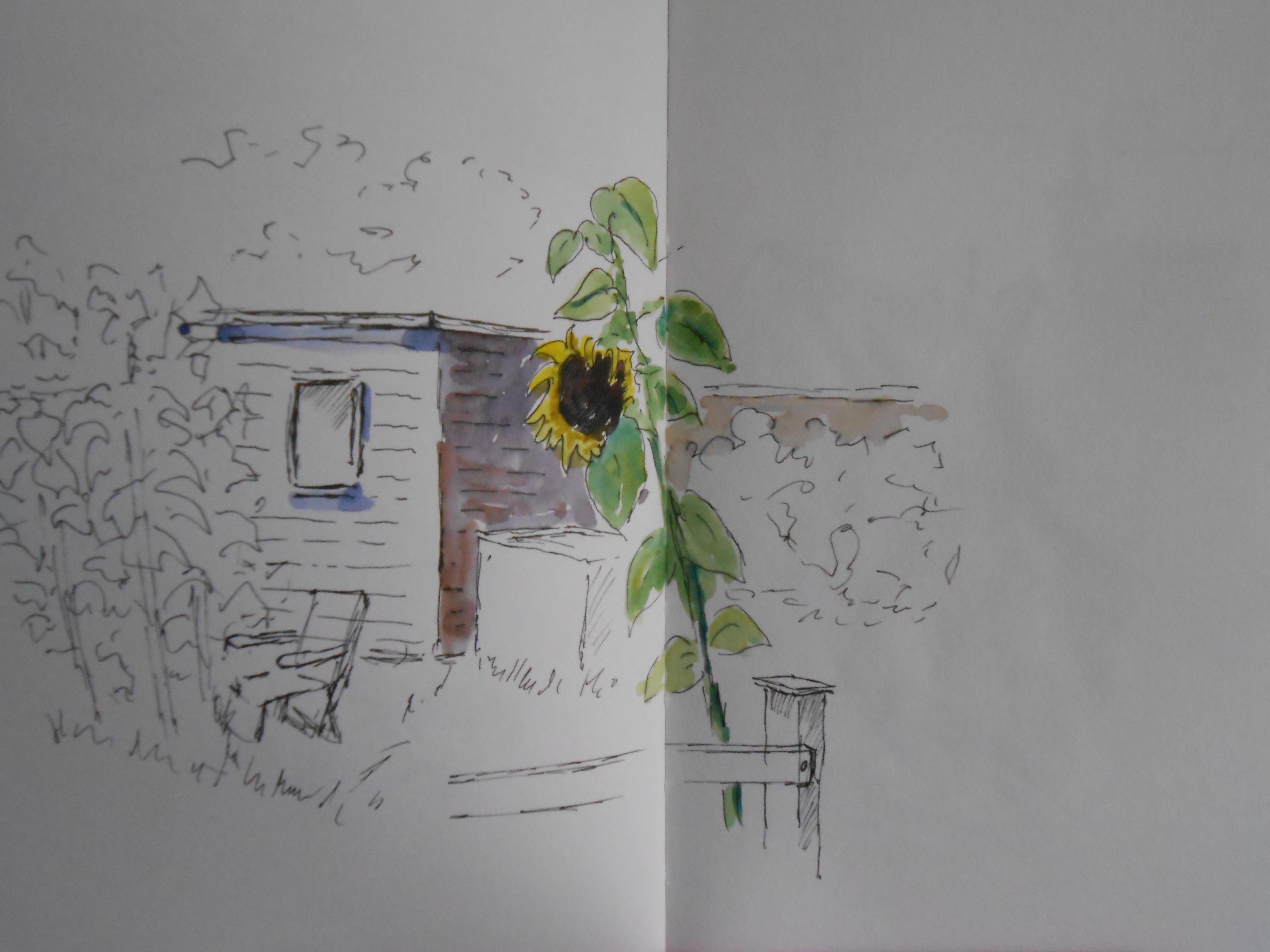 08-06 Allotment sunflower