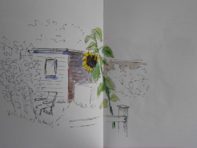 08-06 Allotment sunflower