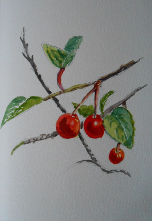 Cherries