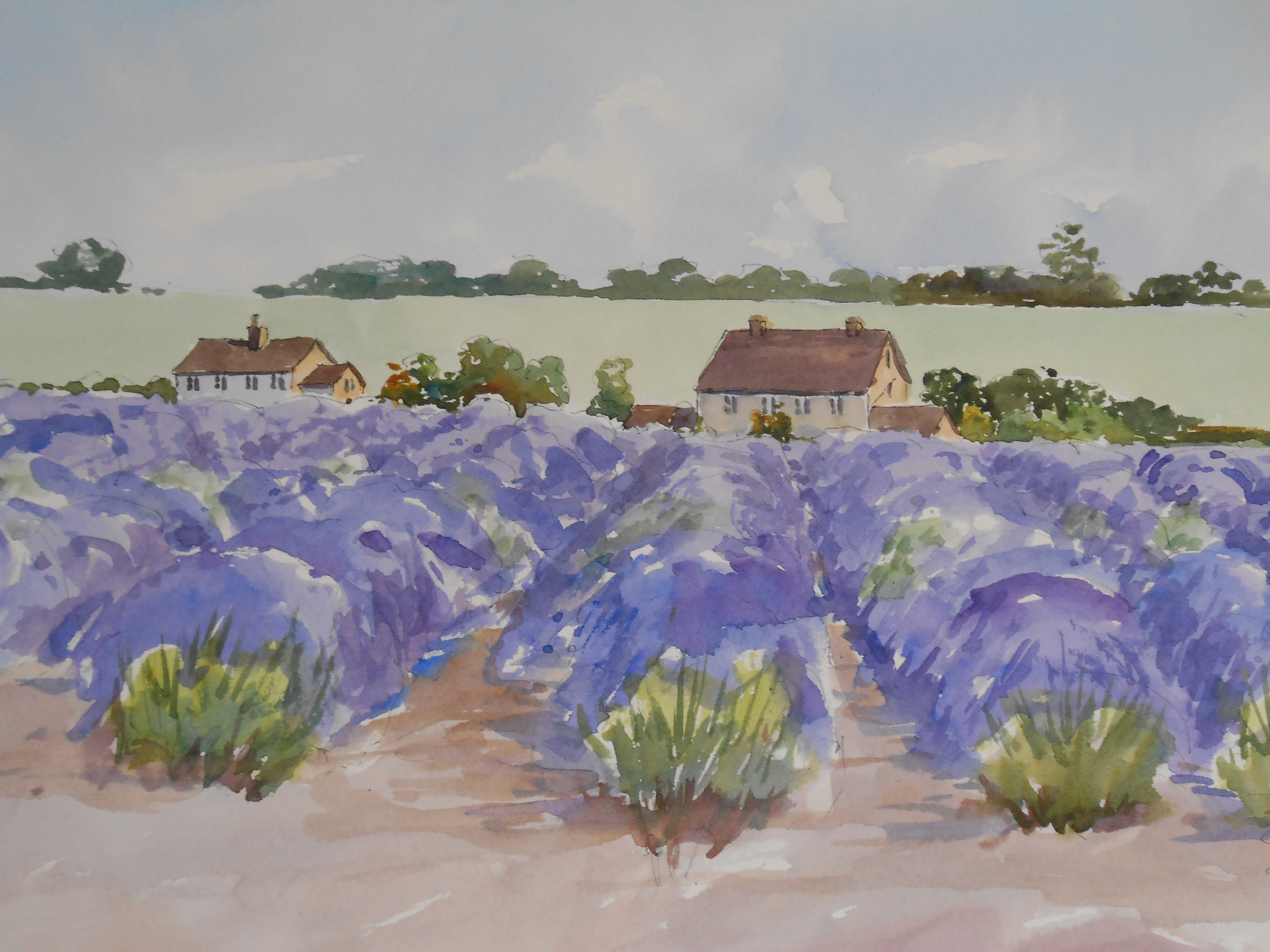 07-22 Snowshill Lavender