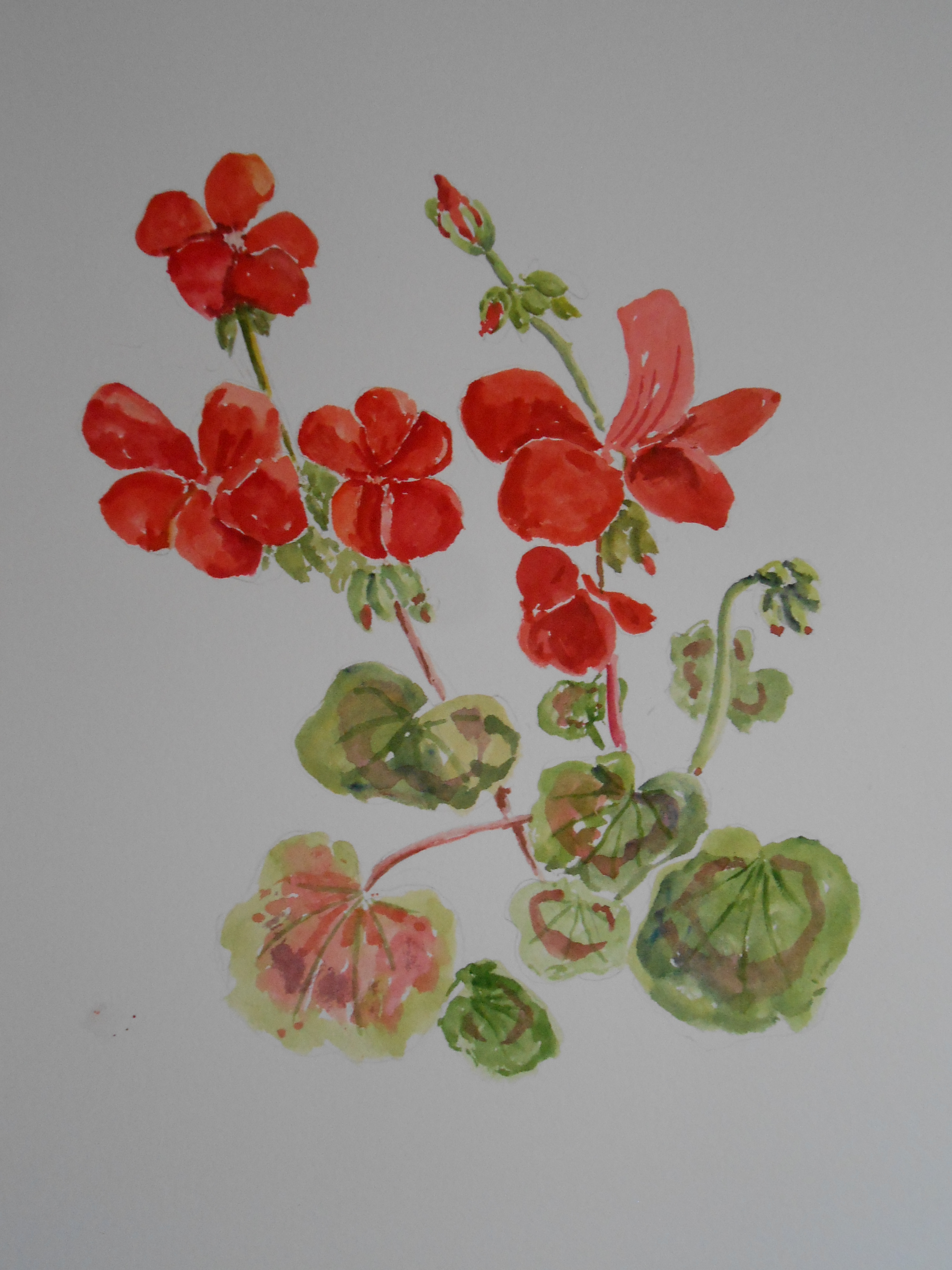 Geranium