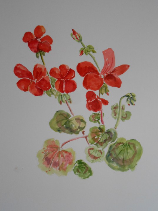 Geranium